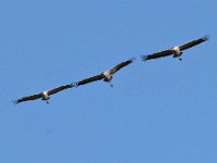 Kranich (Grus grus)  21